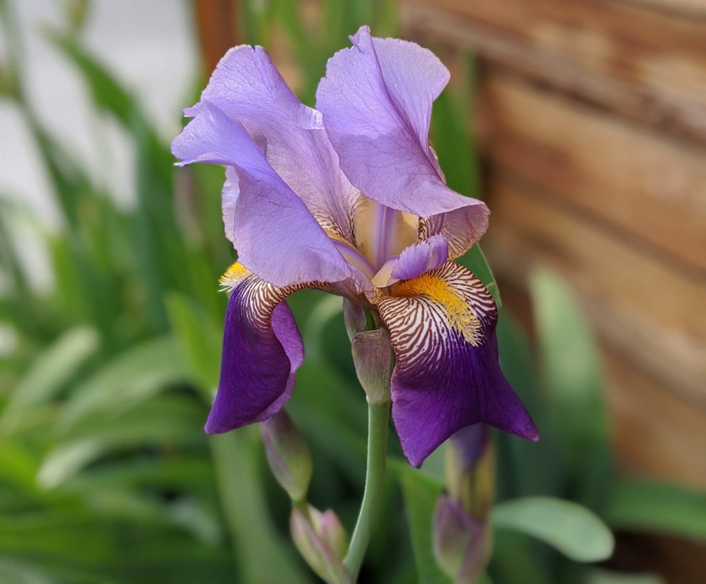 Viewing Colleges and Irises on Denver’s College View Urban Hike